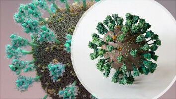 Advances in knowledge of the molecular structures of the coronavirus