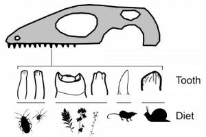 Cutting-edge analysis of prehistoric teeth sheds new light on the diets of lizards and snakes