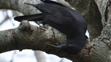 DNA helps solve riddle of how clever crows craft tools