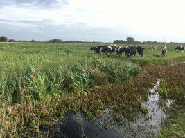 Eutrophication turns aquatic omnivores into vegetarians