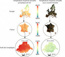 First European map of the insulating effect of forests