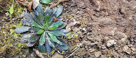 Genome studies: more is not always better