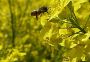 Good food in a nice setting: wild bees need diverse agricultural landscapes