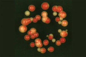 Homing in on how cells keep gene silencing in check