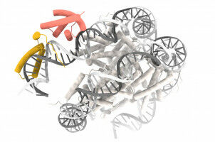 How proteins bind 'hidden' DNA