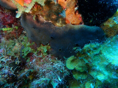 One of the tropical sponges used in the experiment: the high microbial abundance