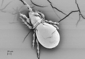 Insect species survives without sexual reproduction