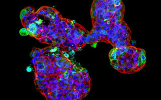 Lab-grown 'mini-stomachs' could shed light on COVID symptoms in children