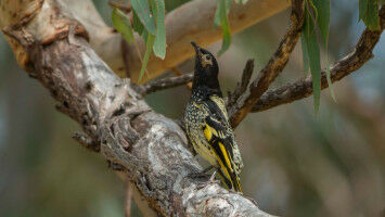 Lost song spells trouble for endangered songbird