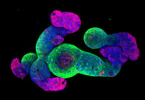 Mini-guts reveal crucial forces that shape the intestinal lining