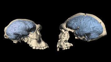 Modern Human Brain Originated in Africa Around 1.7 Million Years Ago