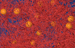 Multitalented filaments in living cells