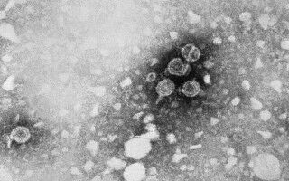 New immunotherapy 'highly effective' against hepatitis B virus