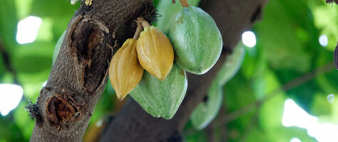 News on fine cocoa flavor