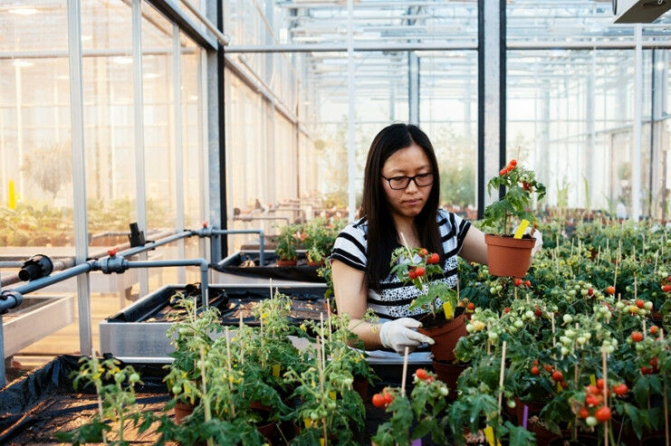 Amongst the crops that are studied in the greenhouses of the University of Amste