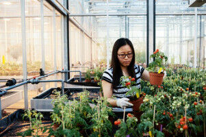 Plant scientists will use artificial intelligence to make crops more resilient