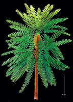 'Pompeii of prehistoric plants' unlocks evolutionary secret - study