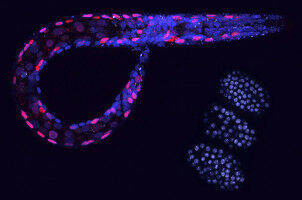 Protecting the genome from transposon activation