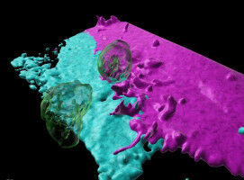 Researchers from UvA and Sanquin unravel how white blood cells can crawl through blood vessel walls