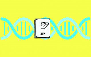 Researchers identify missing 'switch' that controls essential genes