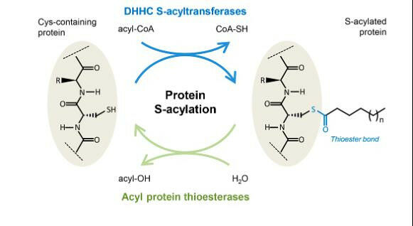 The acylation-deacylation cycle in the cell. Credit: G. van der Goot (EPFL)