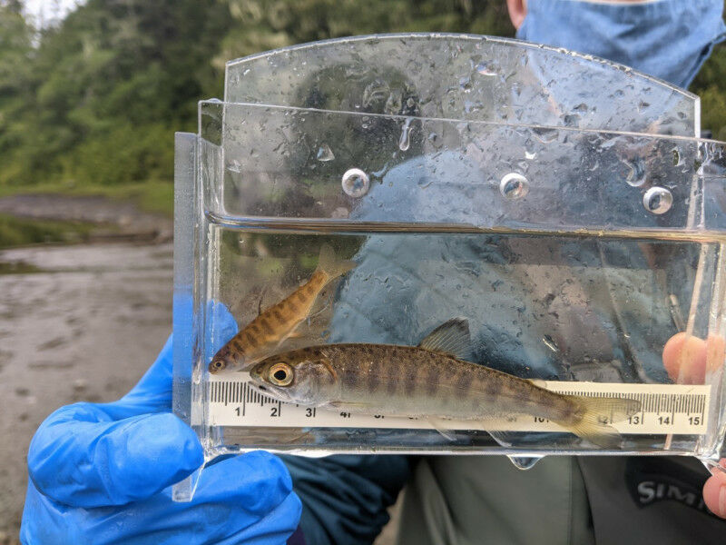 Coho smolt. Photo credit: Julian Gan