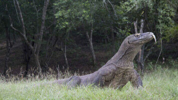 Surprising history of world's largest lizard