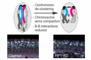 The architect of genome folding