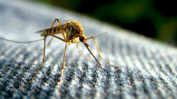 The fatal chink in malaria parasite's armour