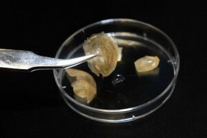 The mystery of the flexible shell