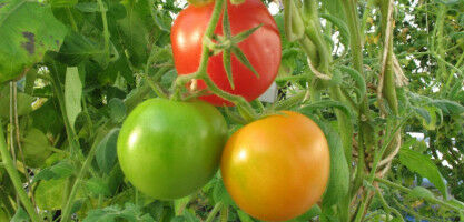 To alter colour and ripening rates of tomatoes