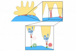 Tracking down the tiniest of forces: how T cells detect invaders