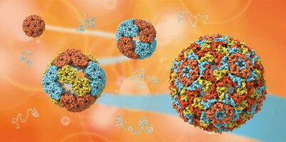 Understanding the evolution of viruses