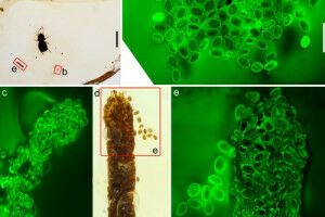 Unusual fossil reveals last meal of prehistoric pollinator