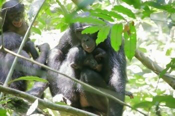 Flora suckling from her adopted mother Marie, while Marie&rsquo;s biological off