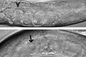 When two worlds meet: a protease that controls small RNA activity