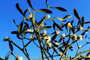 A biological super glue from mistletoe berries?