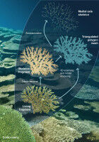A new method developed for quantifying complex-formed corals