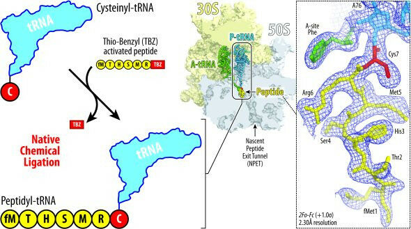 Illustration showing the principle of native chemical ligation approach develope
