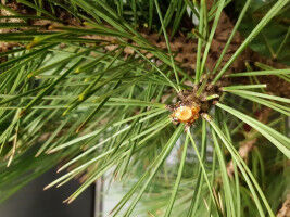 A nose for damaged plants and fake perfumes