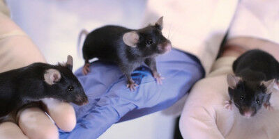 Animal research: influence of experimenters on results less strong than expected