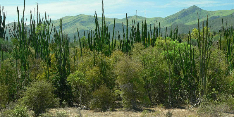 Urgent call to protect Madagascar&rsquo;s biodiversity through AI