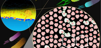 Bacterial armour plating has implications for antibiotics