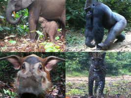 Biologist Joeri Zwerts experiences the impact of his biodiversity research at global FSC meeting