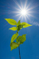 Biosynthesis of strychnine elucidated