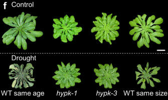 Building Block for a Longer Life