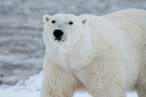 How chemicals are trapped in the body by studying polar bear poop