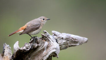 Changes to bird behaviour linked to climate change