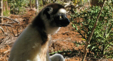 Climate change and deforestation may drive tree-dwelling primates to the ground