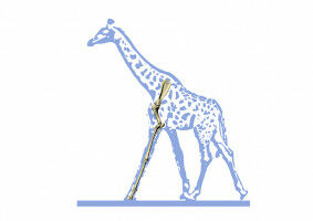 Do long limbs really provide a leg up?